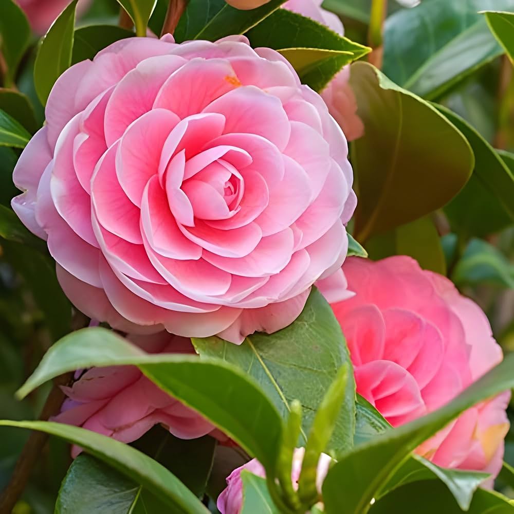 Camellia flower Camellia japonica seeds for planting in pots, balcony, or backyard gardening